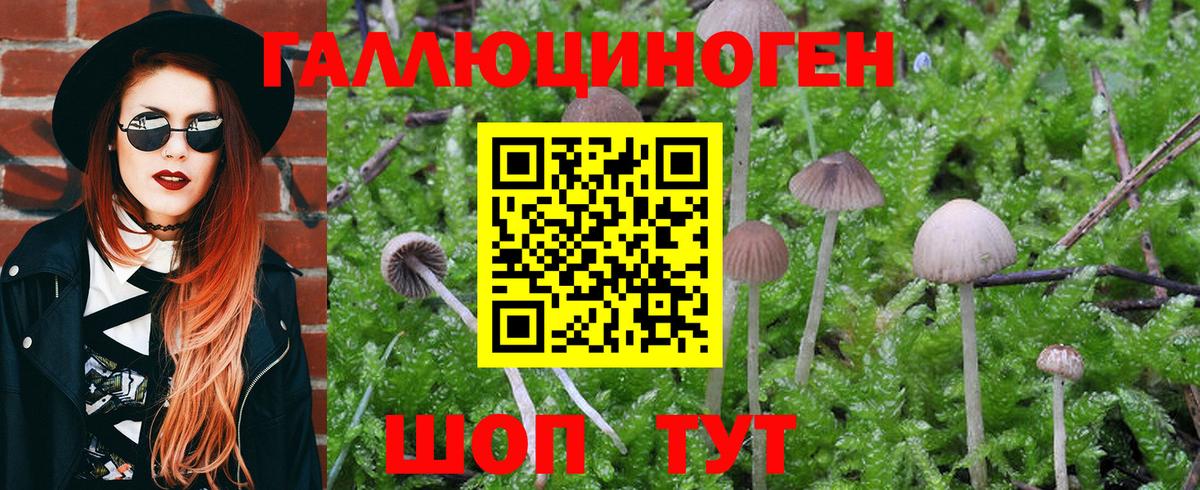 Озёры  Псилоцибиновые грибы Psilocybe  Вход с VPN  Галлюциногенные грибы Psilocybe 